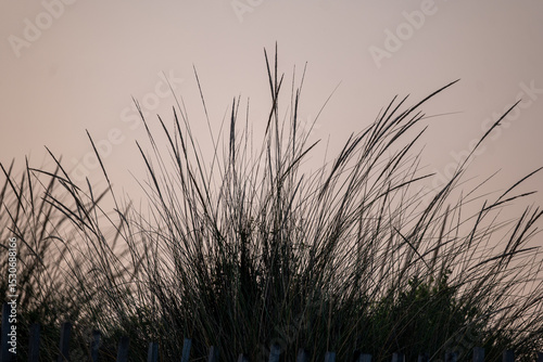 Fototapeta Naklejka Na Ścianę i Meble -  grass in the morning