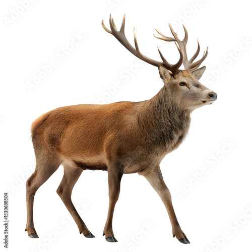 Full body side view of a red deer isolated on white background background image concept realistic clear scene background concept view clear stock photo concept portrait scene image isolated image pict