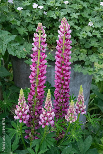 purple foxglove spikes in the sun