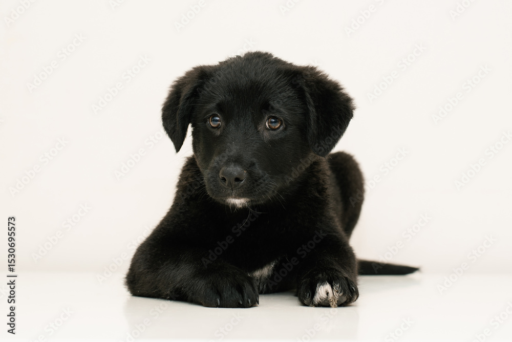 Fototapeta premium Black Puppy On White Background