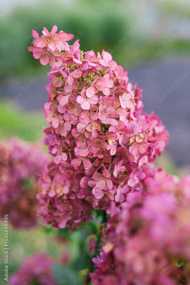 Macro Shot of Hydrangea Vanilla Fraise Flower Macro Shot of Hydrangea Vanilla Fraise Flower