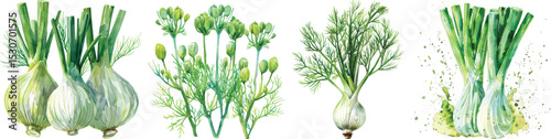 Green Onions and Dill Vector Illustration on White Background