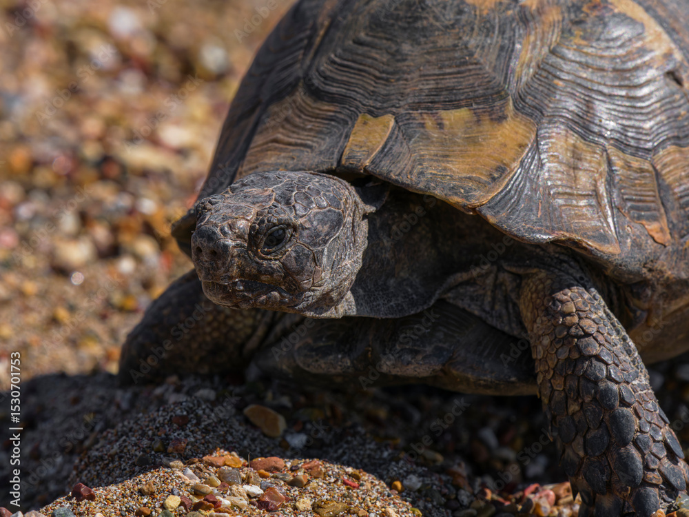 Naklejka premium beautiful turtle on the beach