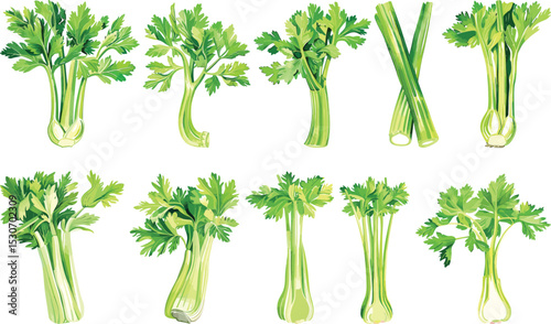 Celery Vector Illustration Set Isolated on White Background
