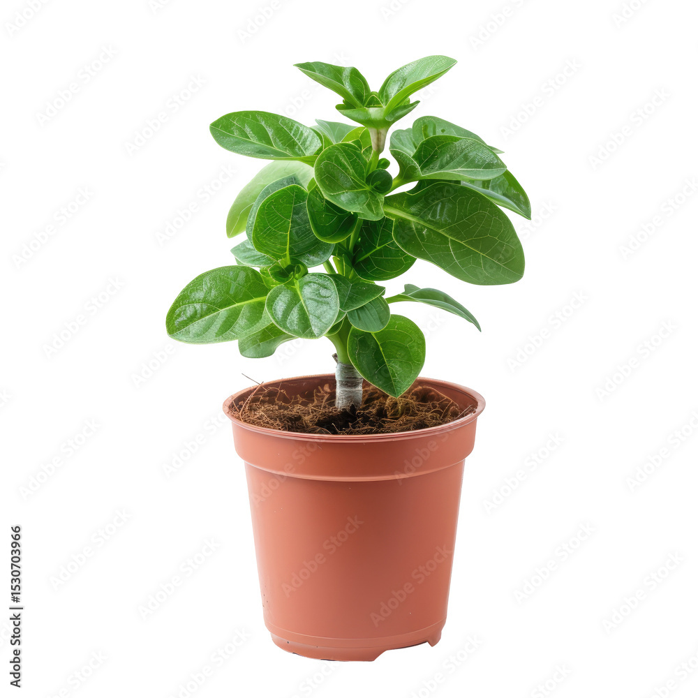 Small Potted Plant On White. Ideal For Home Decor. Fresh Green Leaves. Potted Houseplant In Natural Light. Small Potted Plant On White. Ideal For Home Decor. Fresh Green Leaves. Potted Houseplant In Natural Light.