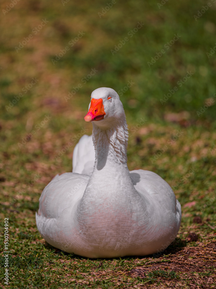 Obraz premium cute goose in the nature