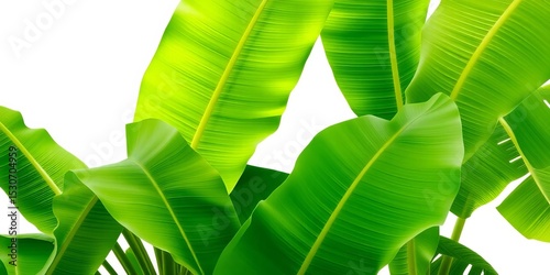 Several large, vibrant green banana leaves, isolated on pure white background,  eco-friendly,  flora