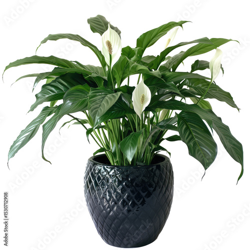Peace Lily In A Modern Pot On White. A Beautiful, Lush Houseplant. Interior Decor And Care Concept.