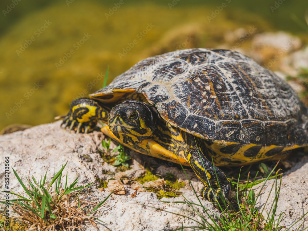Obraz premium turtle on a rock in the pond