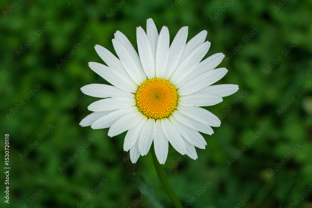 Fototapeta premium Bud of a chamomile flower with the blurred background