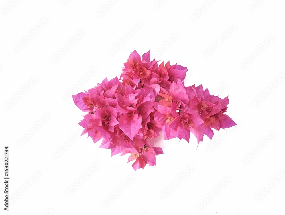 Naklejka premium Beautiful pink flower (bougainville) isolated on white backgroud