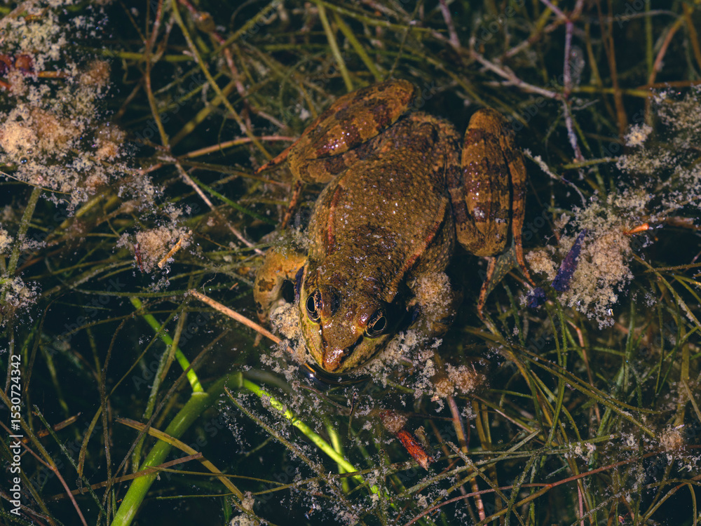 Fototapeta premium cute frog in a swamp