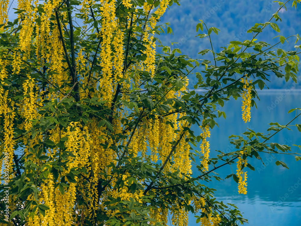 Fototapeta premium Tree with yellow clusters of flowers