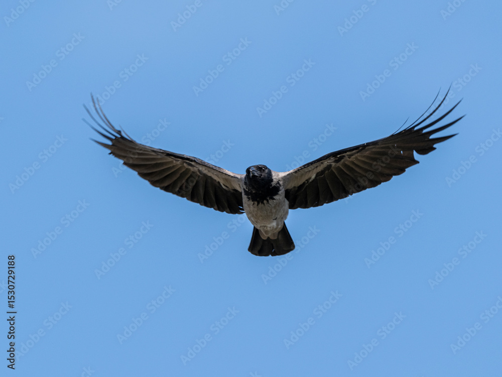 Naklejka premium A crow flying in the sky