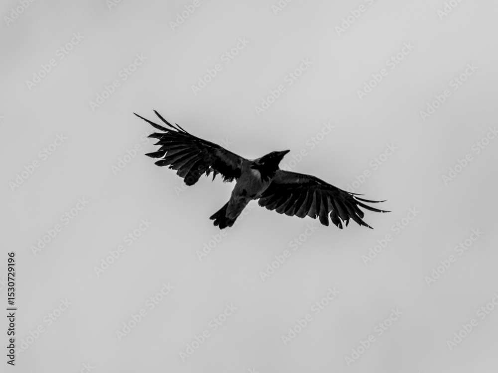 Obraz premium A crow flying in the sky