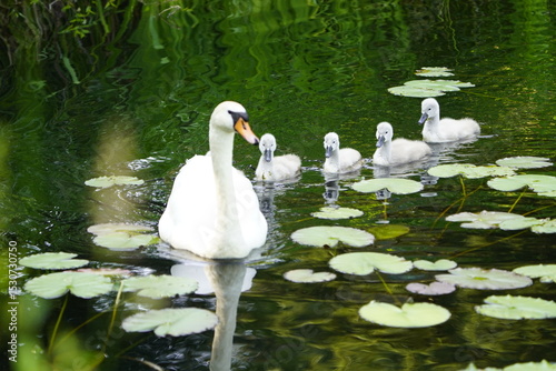 Mute swan (Cygnus olor) Anatidae family, with cute fluffy babies. Location: Cemetery Stoecken, Hanover - Germany. June 12, 2025