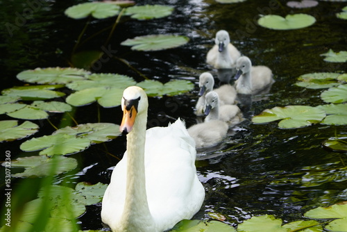 Mute swan (Cygnus olor) Anatidae family, with cute fluffy babies. Location: Cemetery Stoecken, Hanover - Germany. June 12, 2025