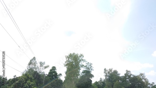sky and tree