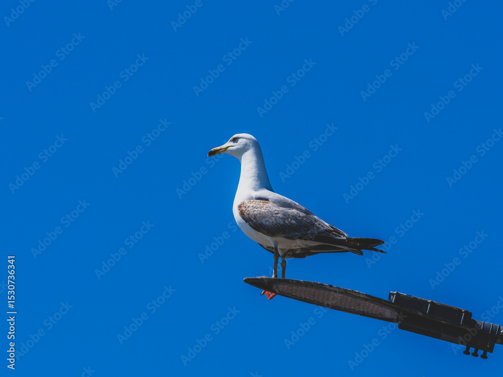 Fototapeta premium A graceful seagull perched atop a street lamp