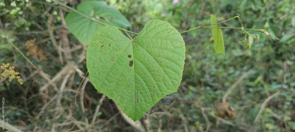 The image shows a leaf from the Vitis genus, which includes grapevines. The most likely species is Vitis cinerea, also known as graybark grape, winter grape, or possum grape. The image shows a leaf from the Vitis genus, which includes grapevines. The most likely species is Vitis cinerea, also known as graybark grape, winter grape, or possum grape.