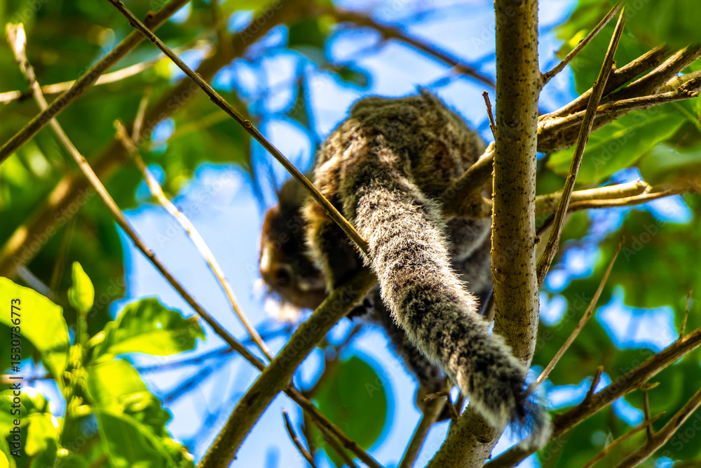 Fototapeta premium Marmoset Monkey in tropical rainforest tree Rio de Janeiro Brazil.