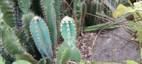 The image shows a Cereus jamacaru, also known as Mandacaru, or a Cereus repandus, also known as Peruvian Apple Cactus. These cacti are known for their tall, columnar growth and large, white, 