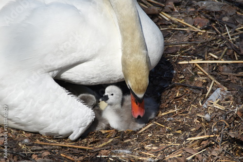 Fototapeta Naklejka Na Ścianę i Meble -  A mute swan mother is taking good care of newborn baby swans in their nest in nature in early summer.