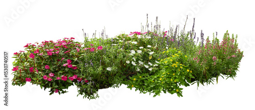 Tropical plant bush shrub red flower green tree isolated on white background. This has clipping path.