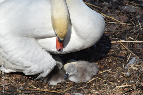 Fototapeta Naklejka Na Ścianę i Meble -  A mute swan mother is taking good care of newborn baby swans in their nest in nature in early summer.