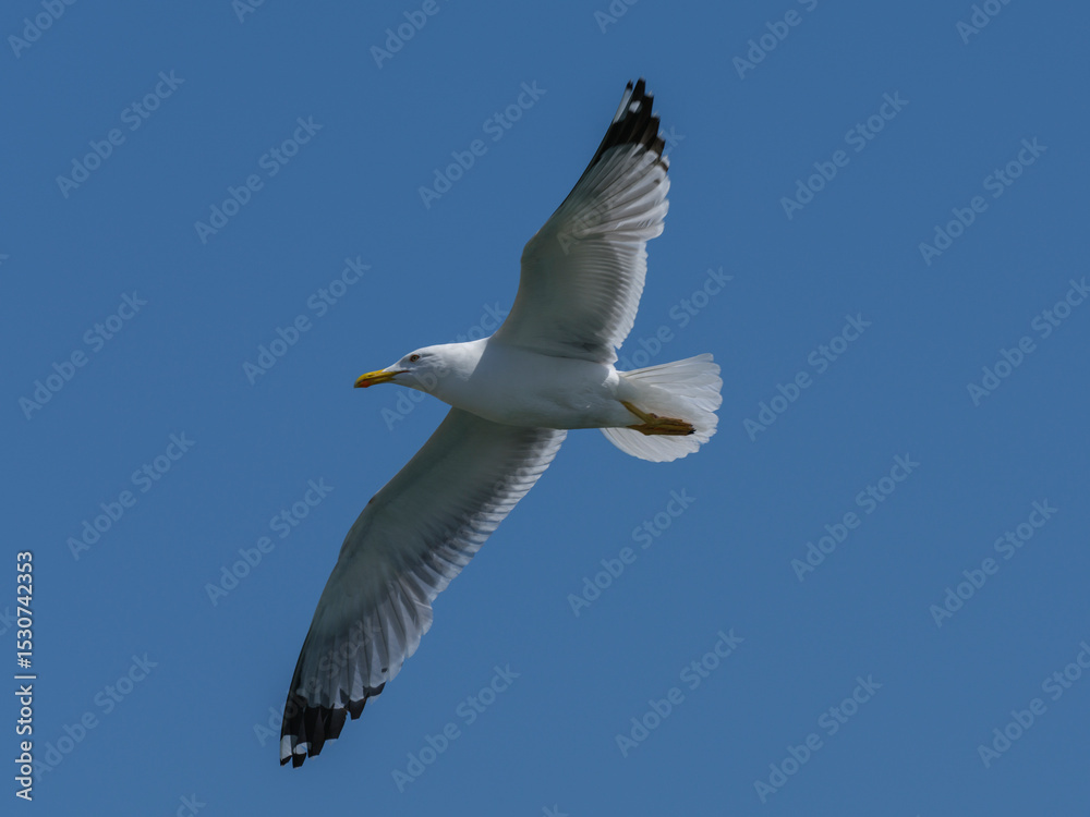 Obraz premium A graceful seagull soaring through the sky