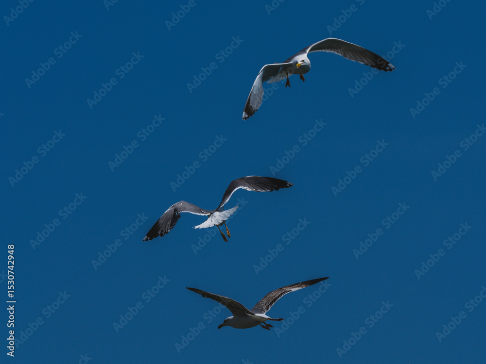 Obraz premium Seagulls flying in the sky