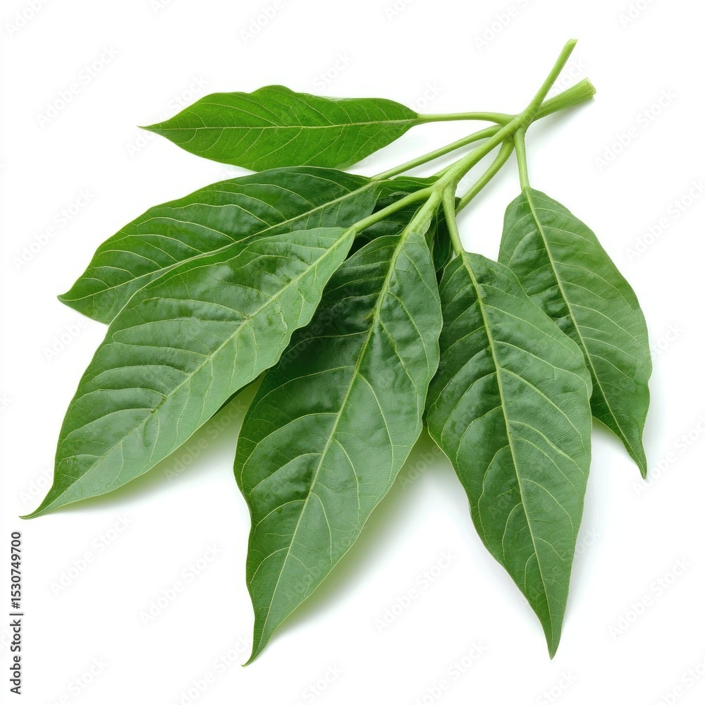 Obraz premium Close-up of vibrant green leaves, glossy and healthy, arranged on stems against a white background