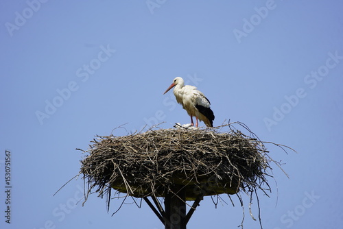 White stork (Ciconia ciconia) with chicks in the nest, Hanover Leinewiesen, Germany on June 12, 2025.