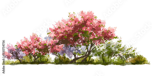 Vector illustration, garden tree element, watercolor forest tree side view, blooming tree isolated, nature landscape drawing, white background cutout, architecture concept.
