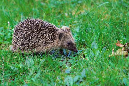 hedgehog in the grass