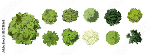 Vector illustration of garden landscaping trees, spring bloom flowers, top view tropical plants, architecture map elements, environment layout, botanical outdoor planning concept.