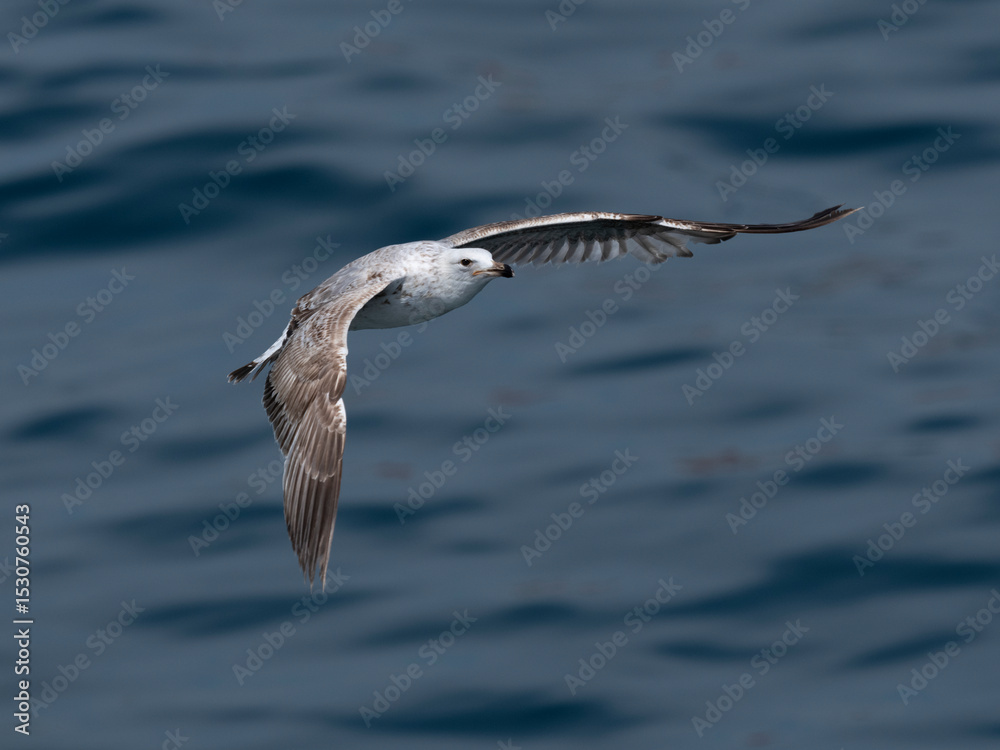 Fototapeta premium A graceful seagull soaring above the ocean