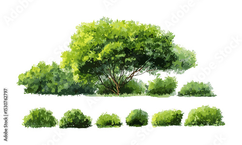 Forest side tree vector illustration, watercolor shrub and garden greenery, white background, natural foliage for landscape architecture, eco design, environment, cutout, scenic.