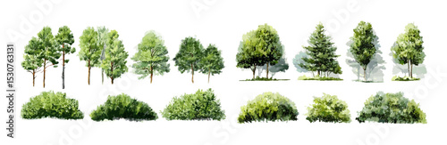 Isolated watercolor forest tree, green shrub from side view on white, vector illustration for environment, landscape garden art, natural element, plant design for architecture.