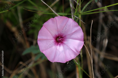 rosa Winde auf Mallorca Spanien 