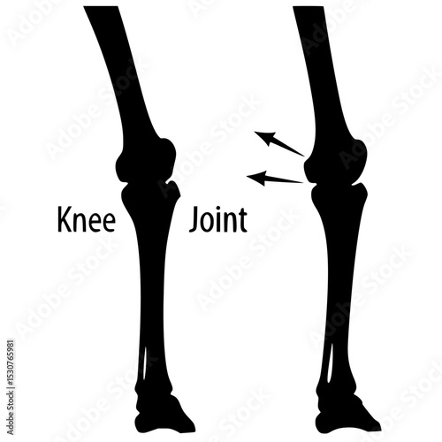 Knee joint anatomy illustration in black and white design on white background , no background