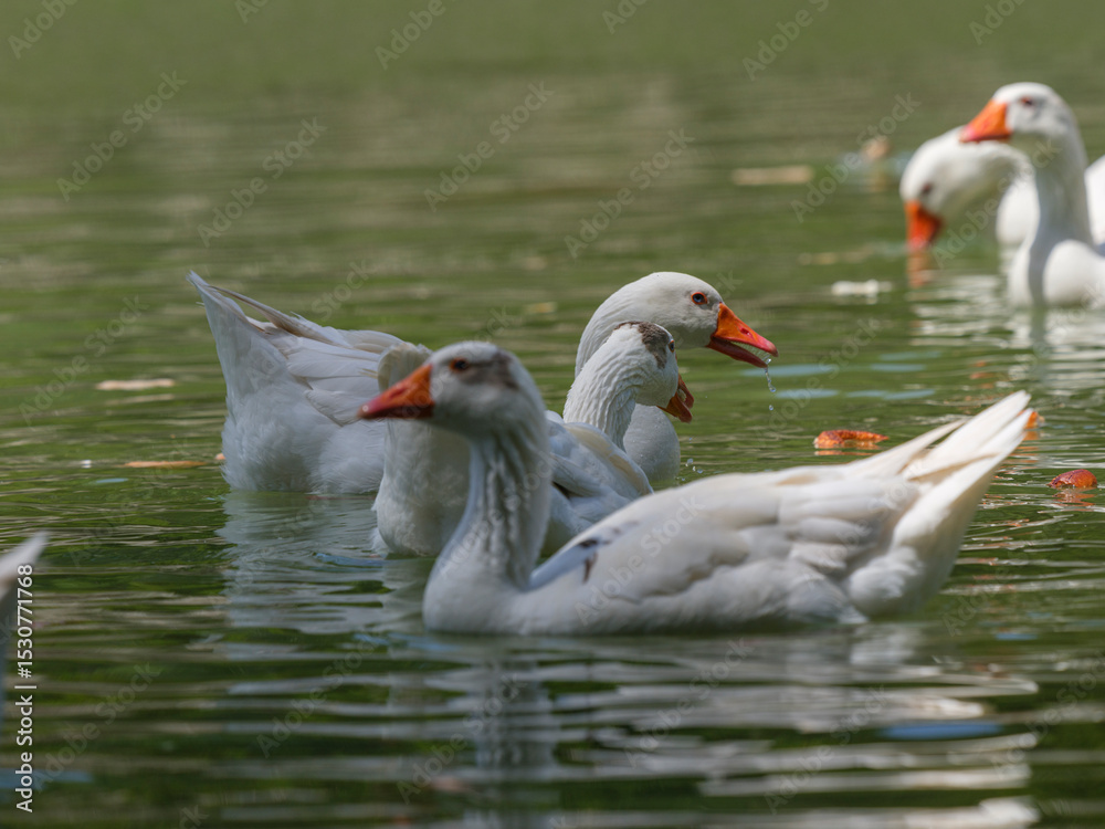 Fototapeta premium cute geese in the lake