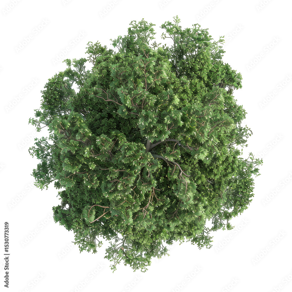 Fototapeta premium Overhead View Of A Lush Green Tree. Isolated On White Background. Use In Landscaping And Architecture Projects.