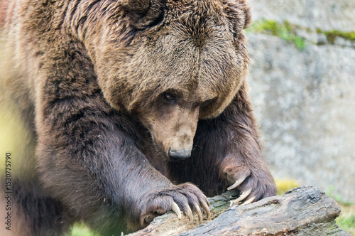 Wallpaper Mural brown bear portrait Torontodigital.ca