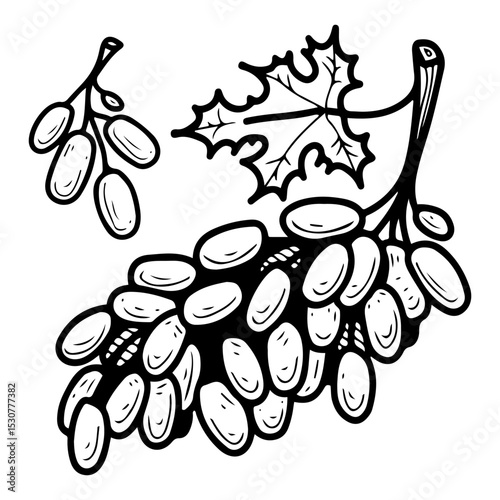 Set of bunches of grapes. Hand drawn doodle vector. Sweet summer berries. Vitamin food. Fresh ripe fruit. Seedless variety. Raw material for wine making. Illustration line art element.