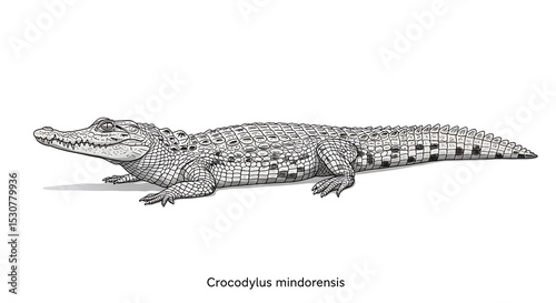 Detailed Line Art Illustration of a Philippine Crocodile (Crocodylus mindorensis)