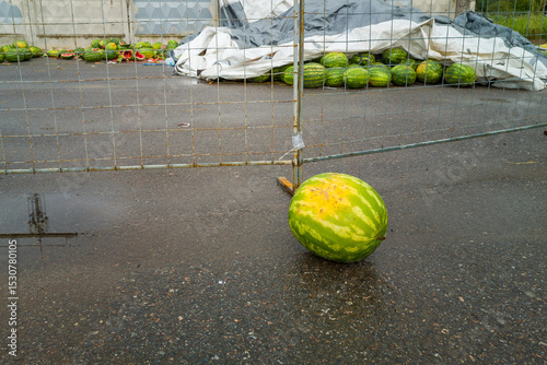 Watermelon is laying on the ground in front of a fence. The watermelon is green and yellow