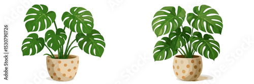 Healthy monstera plants in decorative pots displayed indoors with natural lighting