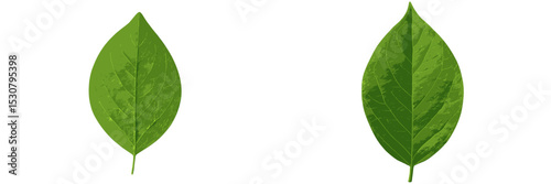 Two green leaves displayed side by side showing fine details of texture and shape under bright lighting