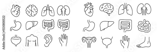 Human anatomy illustration displaying vital organs and body parts in a simple line art style for educational purposes